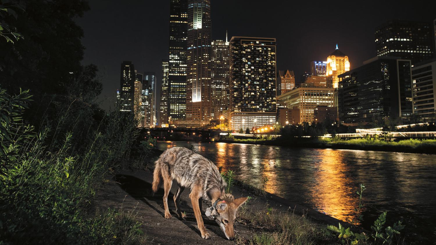 A coyote sniffs the ground in an urban setting. The Chicago skyline is visible in the background.