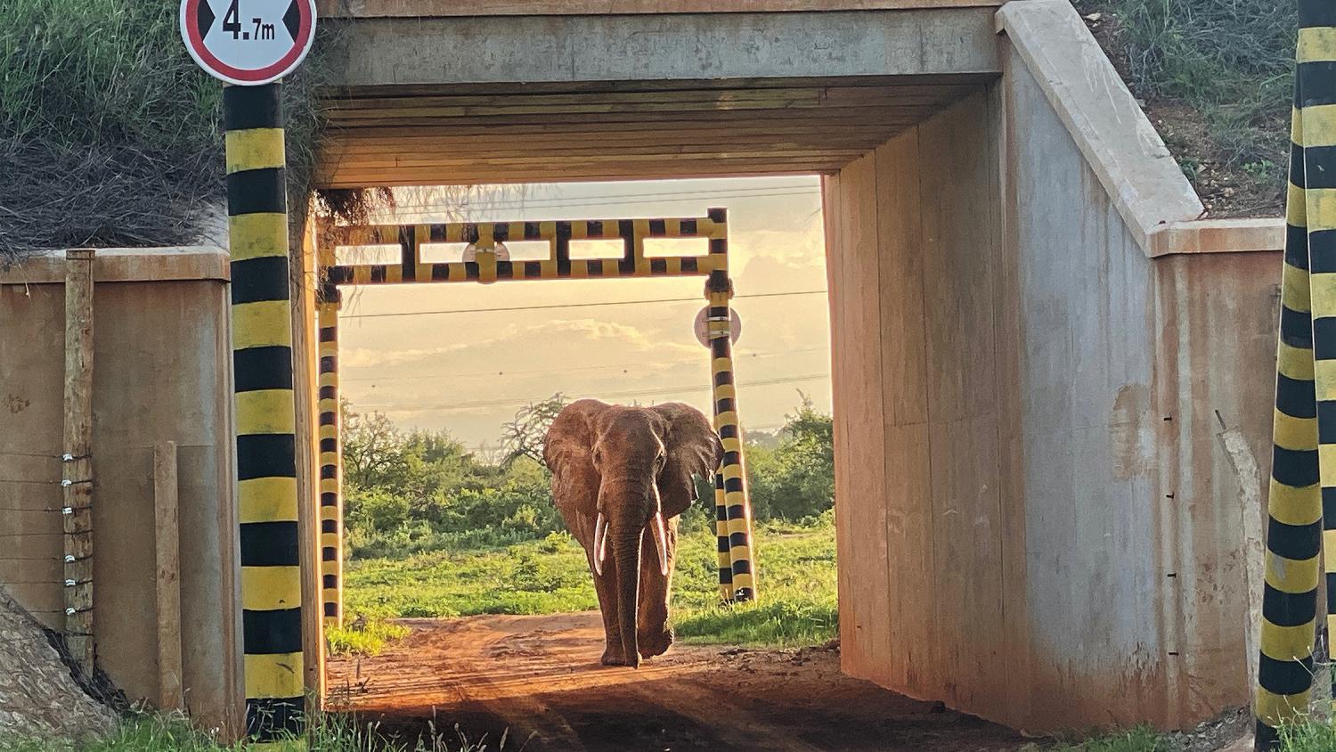 An elephant uses an underpass to avoid train tracks.