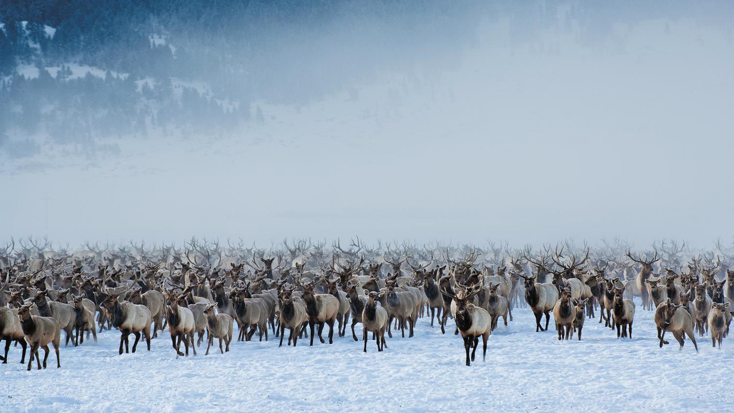 A herd of elk on a snowy landscape.