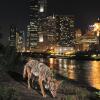 A coyote sniffs the ground in an urban setting. The Chicago skyline is visible in the background.