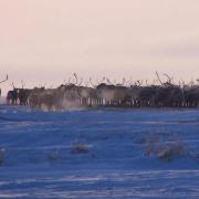 Reindeer Herding Alaska