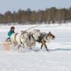 Reindeer Russia
