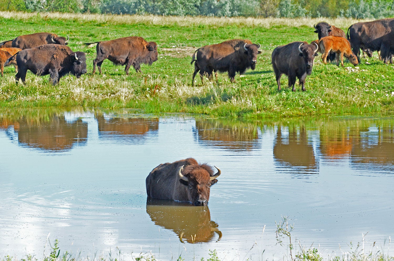 Buffalo herd