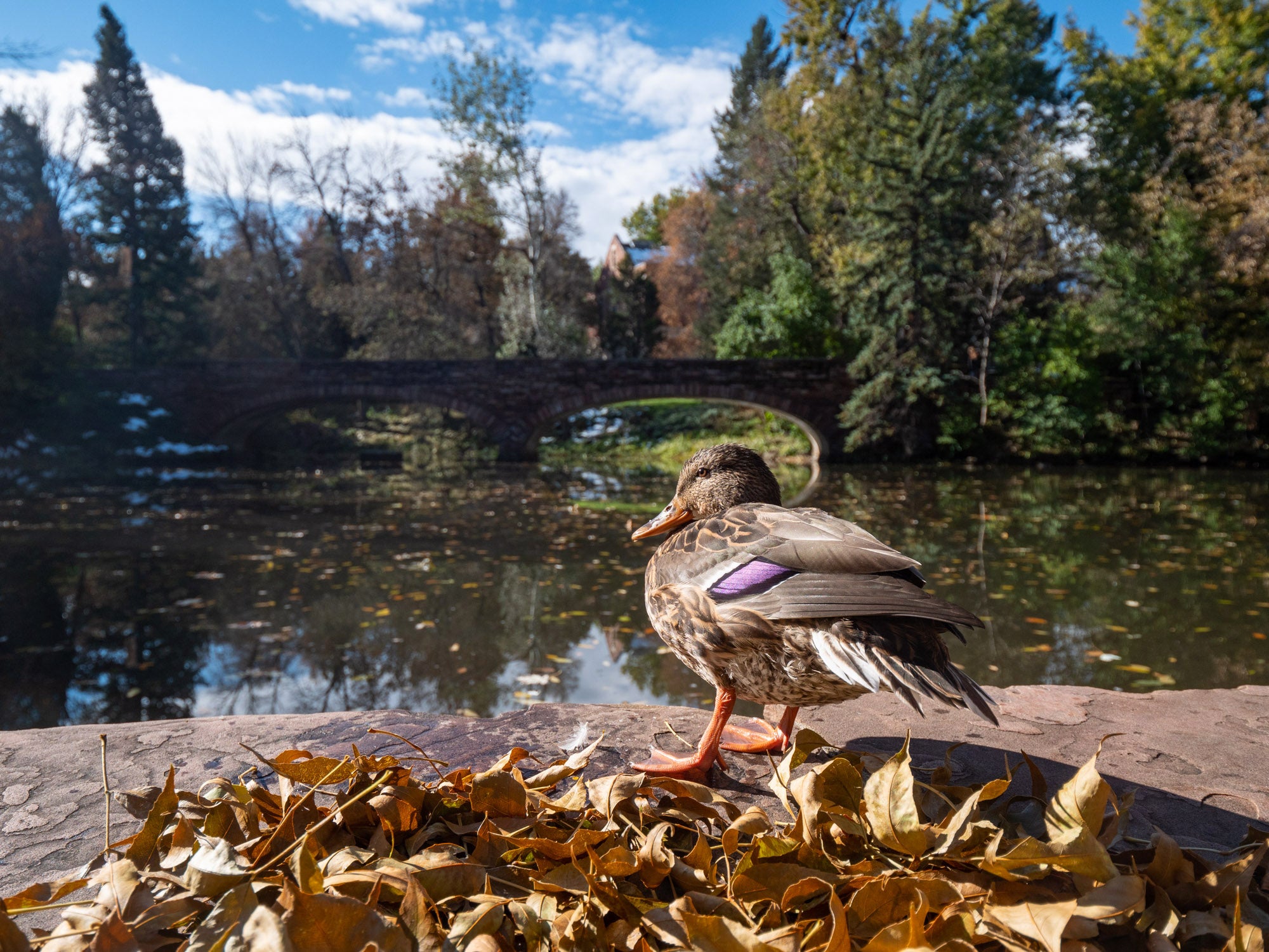 duck at Varsity Lake