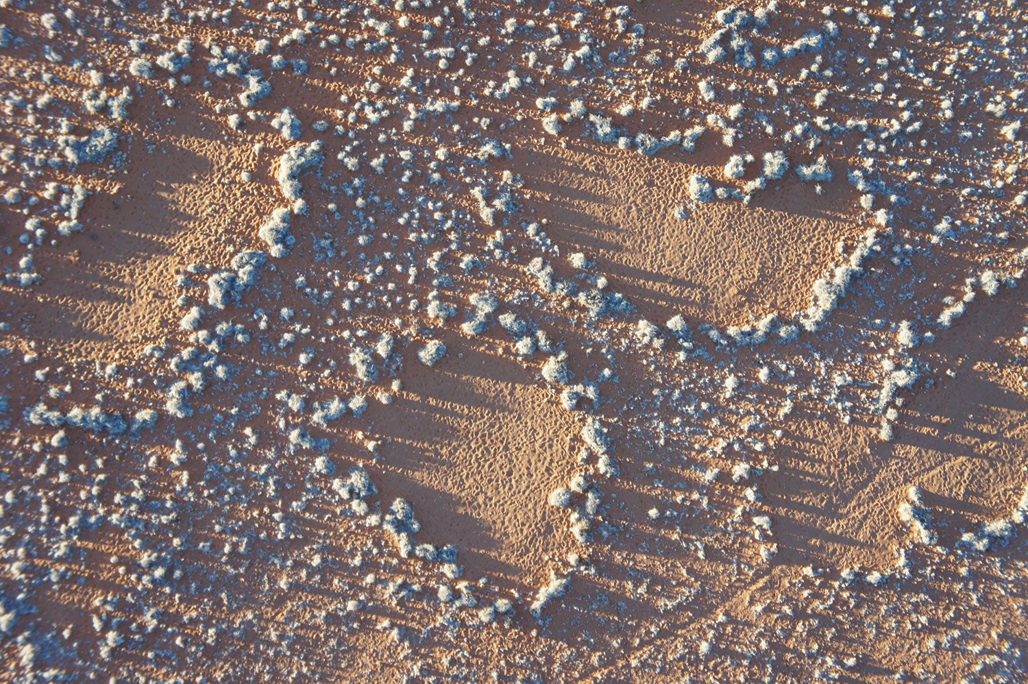 fairy circles 