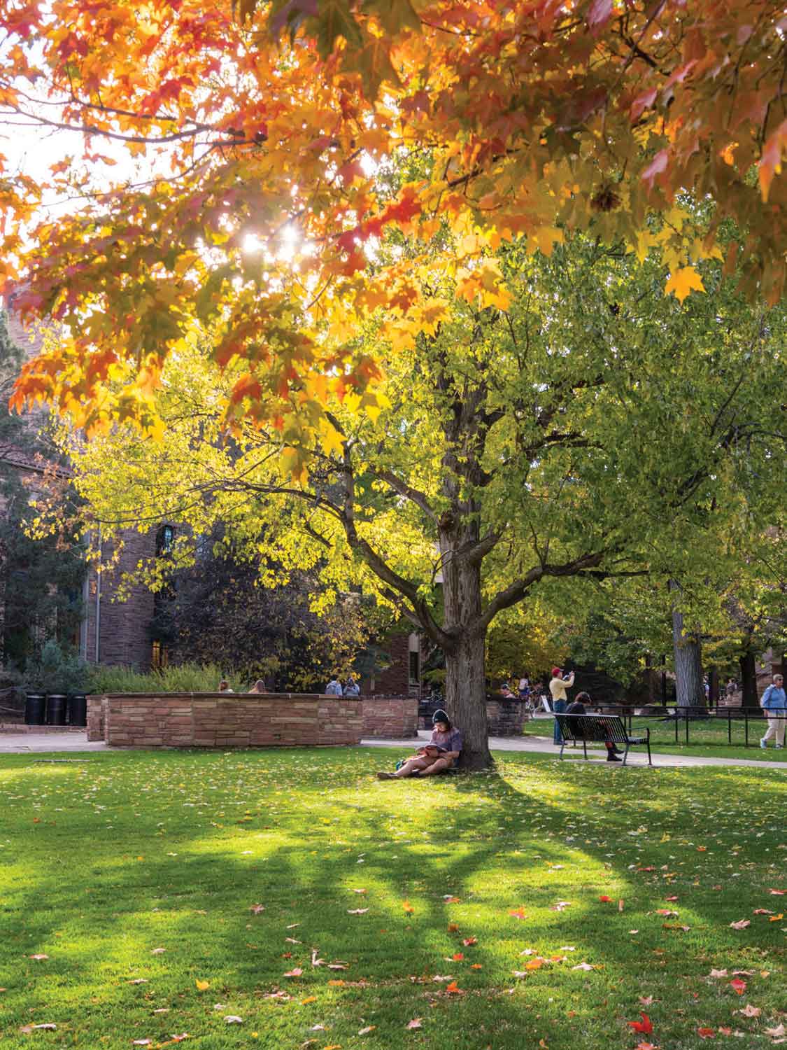 Fall Tree