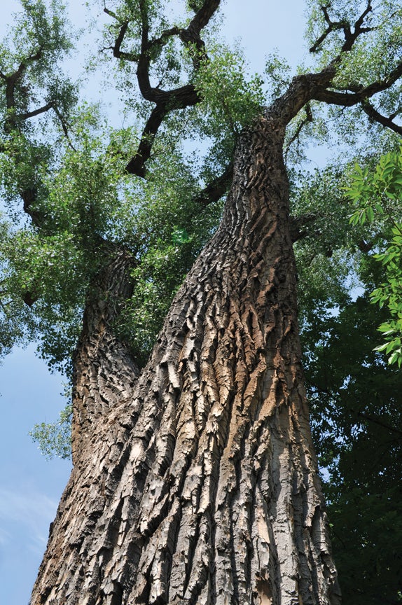 Oldest tree at CU