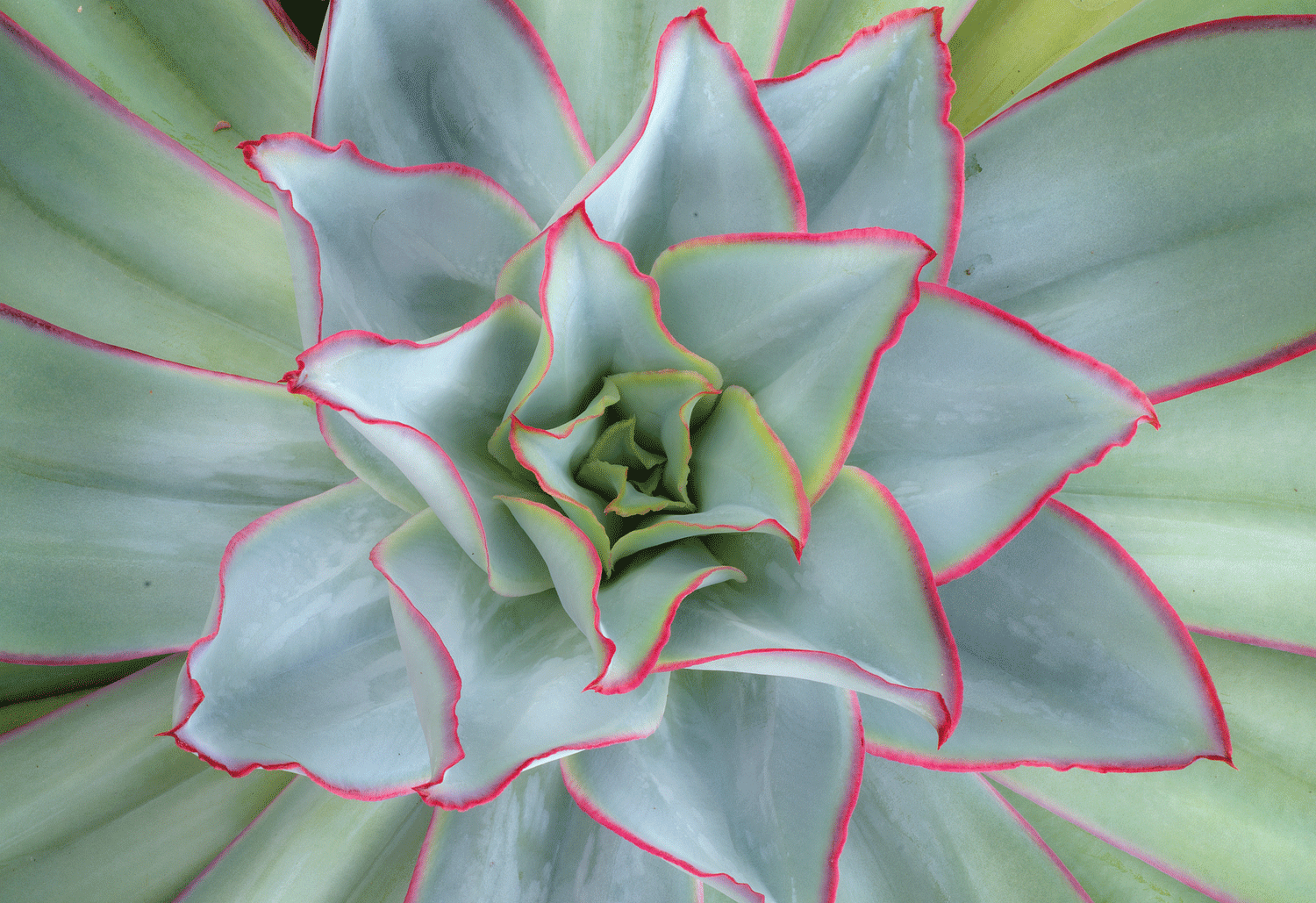 Echeveria subrigida