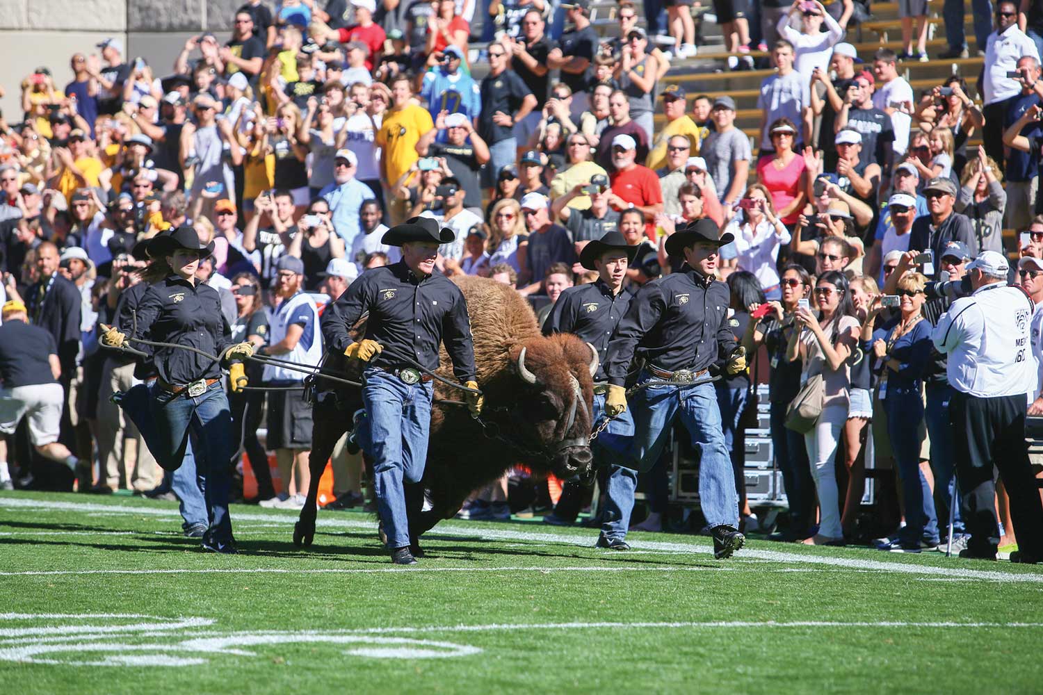 Ralphie and handlers streak across Folsom Field during the 100th Homecoming game