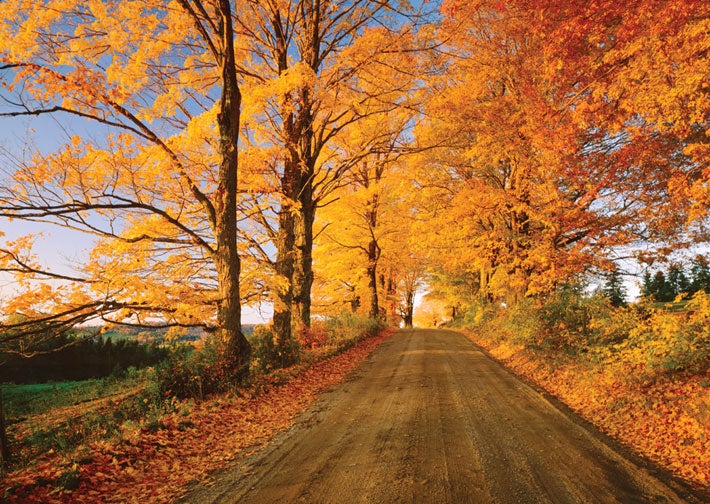 autumn road