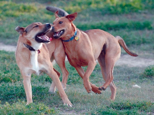 dogs playing