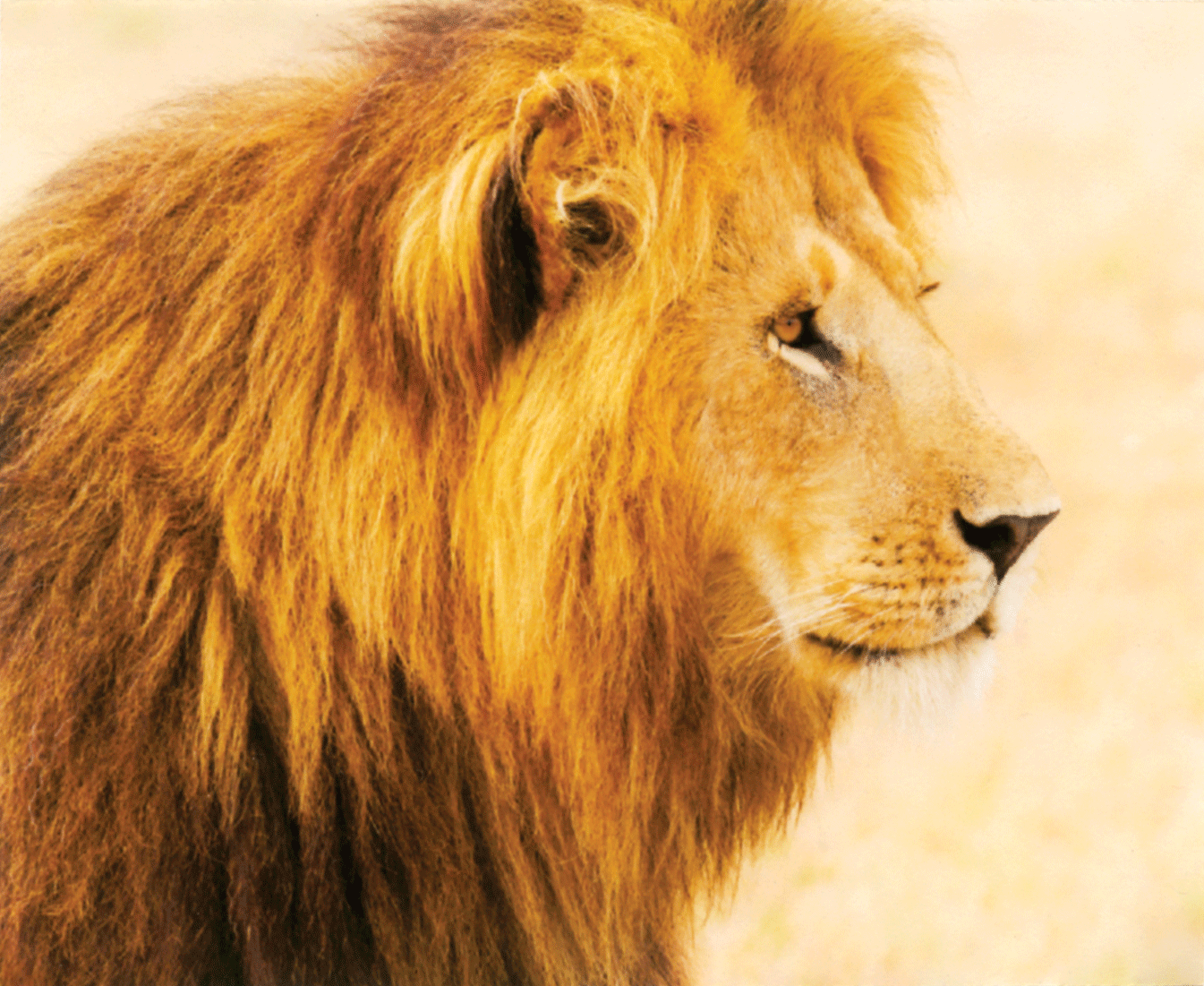 Lion 