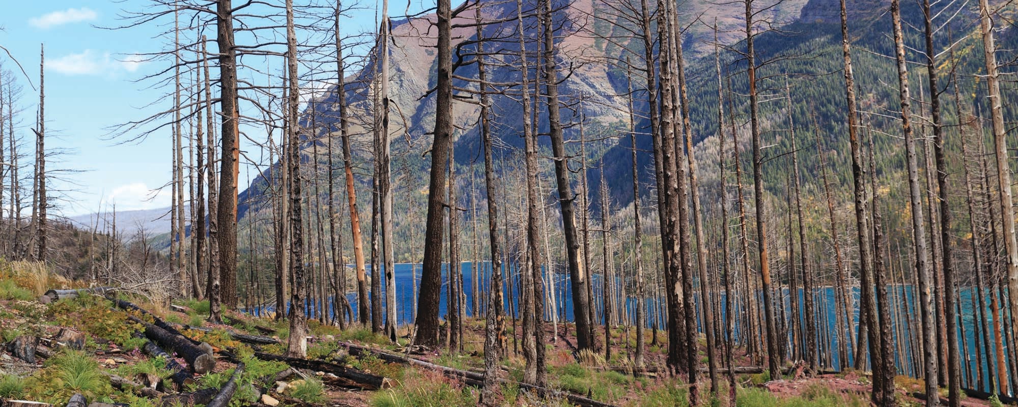 forest after a wildfire