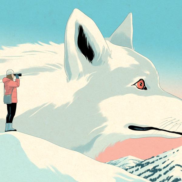 Wolf illustration