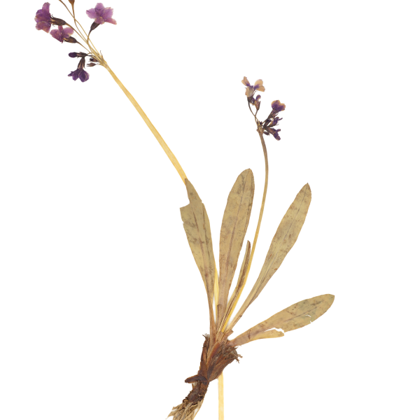 Flower specimen