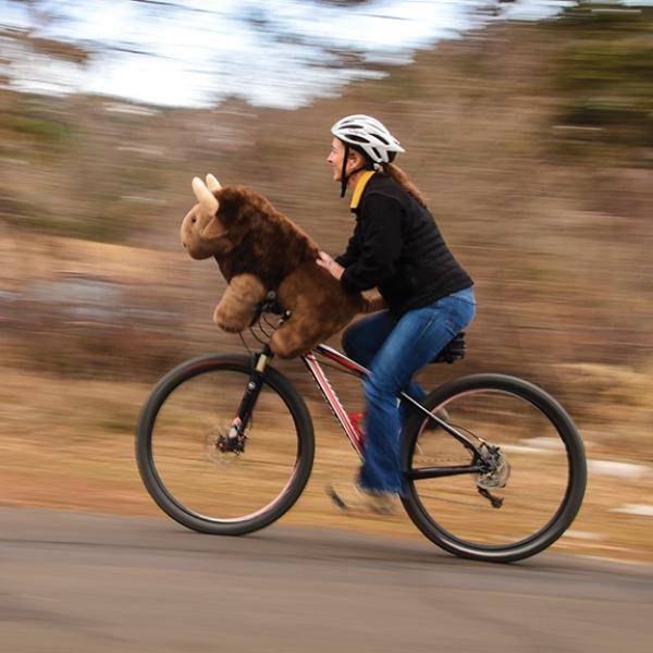 woman and buffalo ride bike