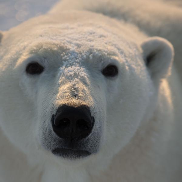 polar bear