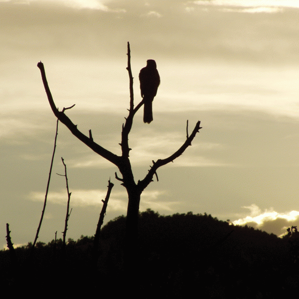 Hawk in Boulder