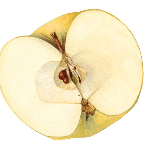 apple