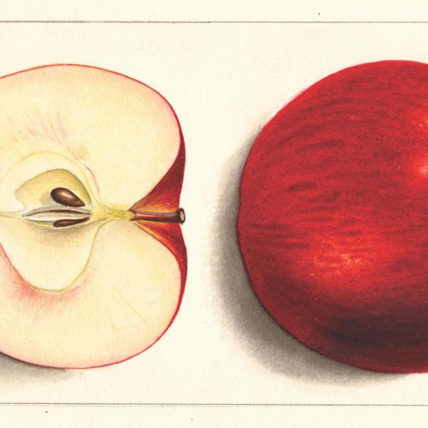 two red apples, one cut in half