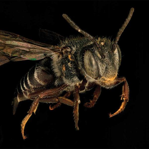 Closeup of bee
