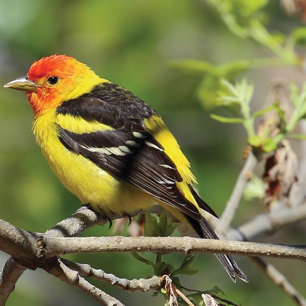 birds of boulder