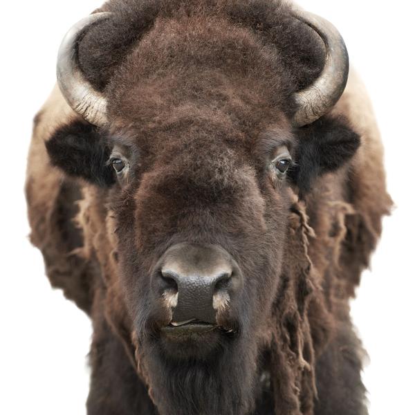 Bison