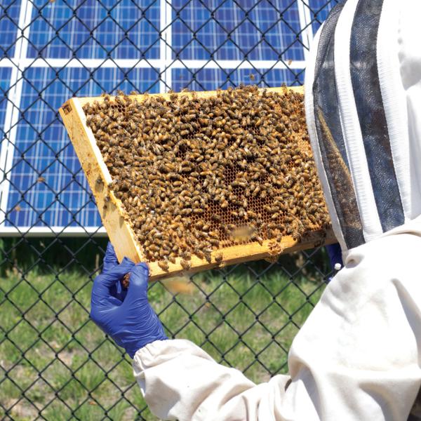 bee hive
