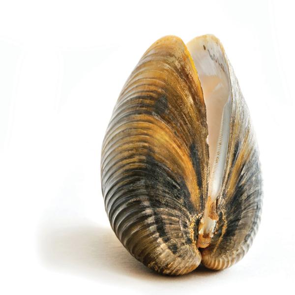 clam