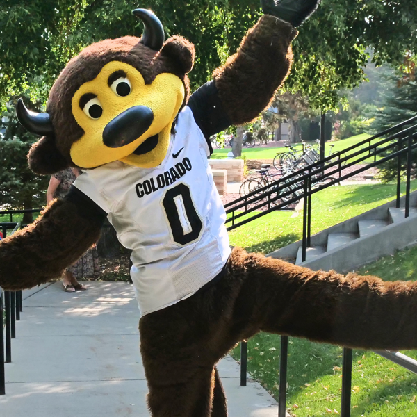 CU Mascot Chip