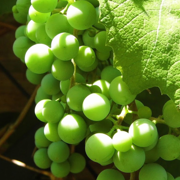grapes