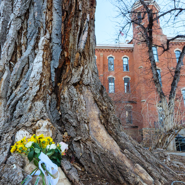 The Old Main Cottonwood was removed from campus in January. Clones of the tree will be planted nearby.