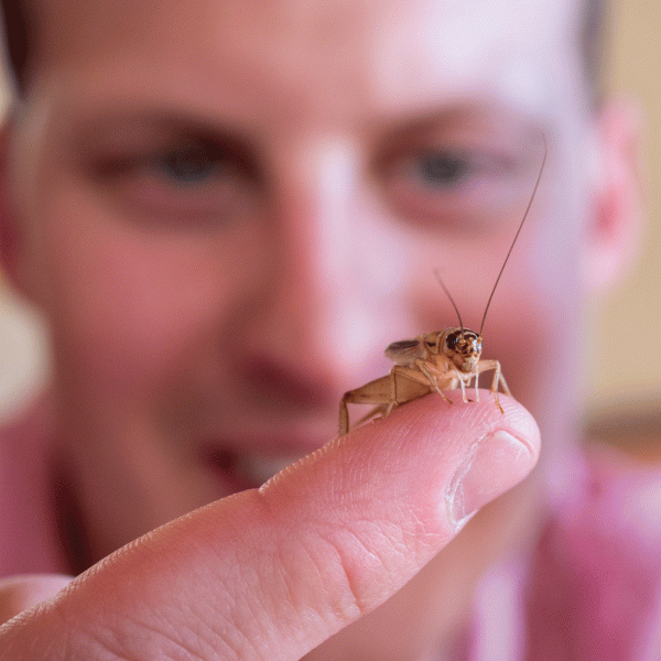 crickets