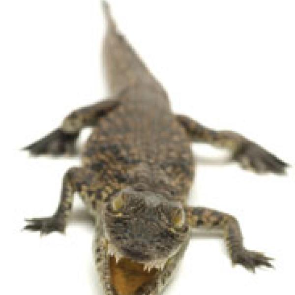 crocodile