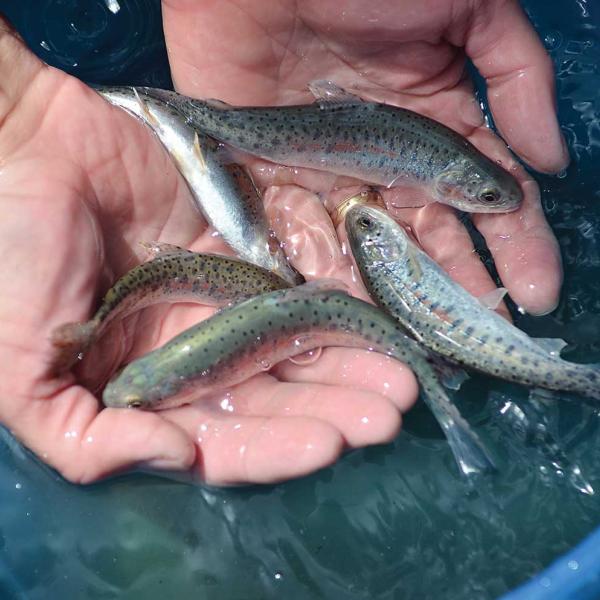 cutthroat trout released