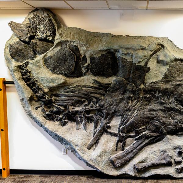 stegosaurus fossil