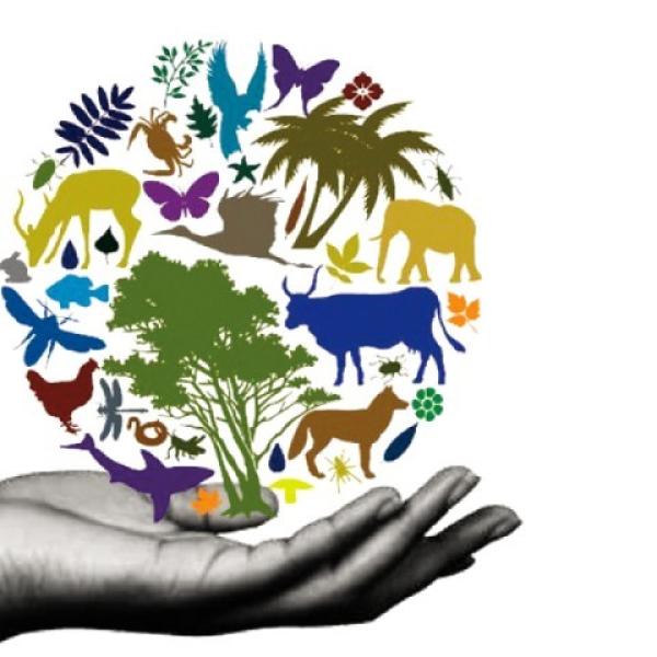 biodiversity illustration