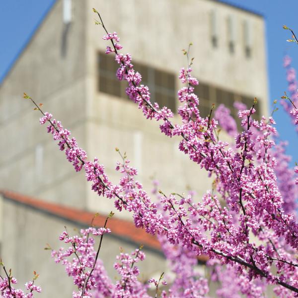 Engineering building with purple tree