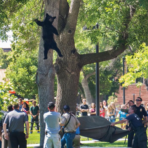 Falling bear
