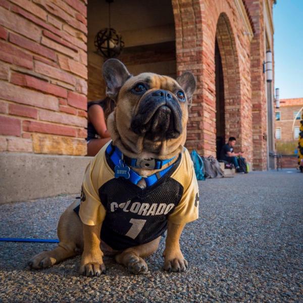 dog in cu gear