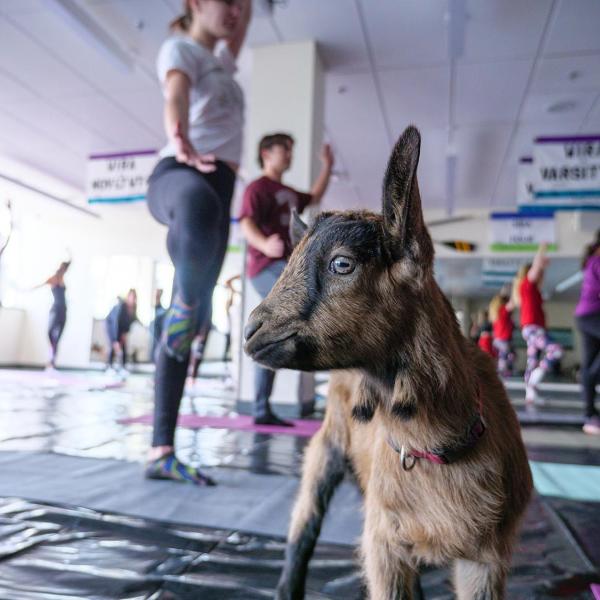 goat yoga