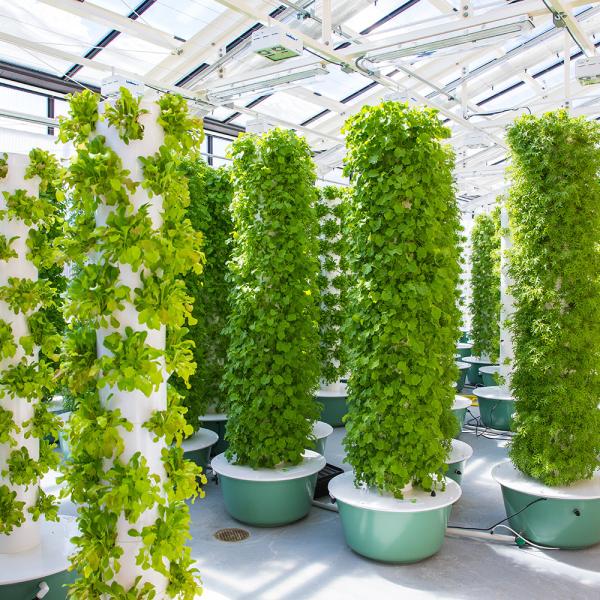 cu's greenhouse towers