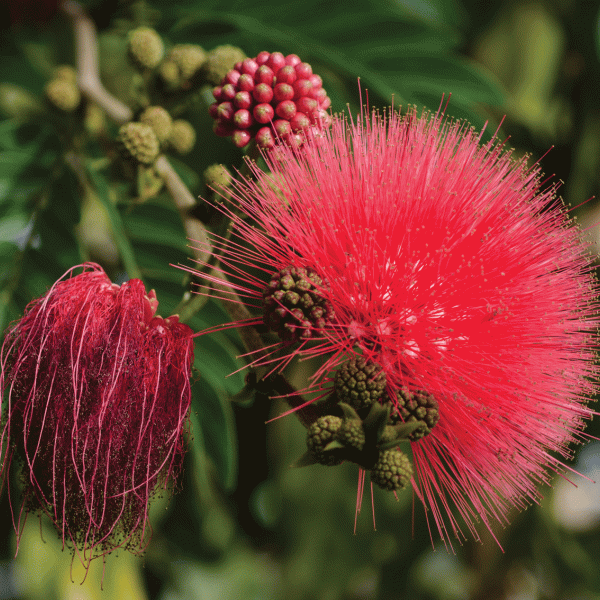 Calliandra haematocephala