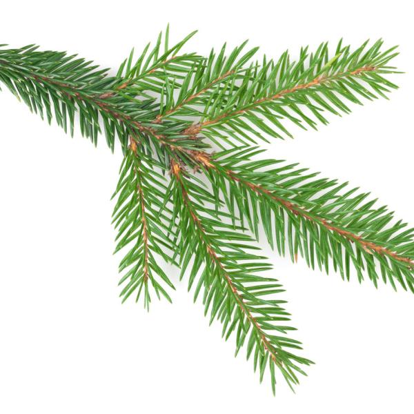 Pine Tree