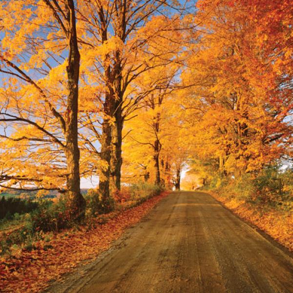 autumn road