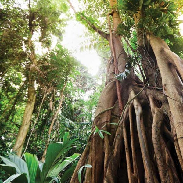 Amazon tree