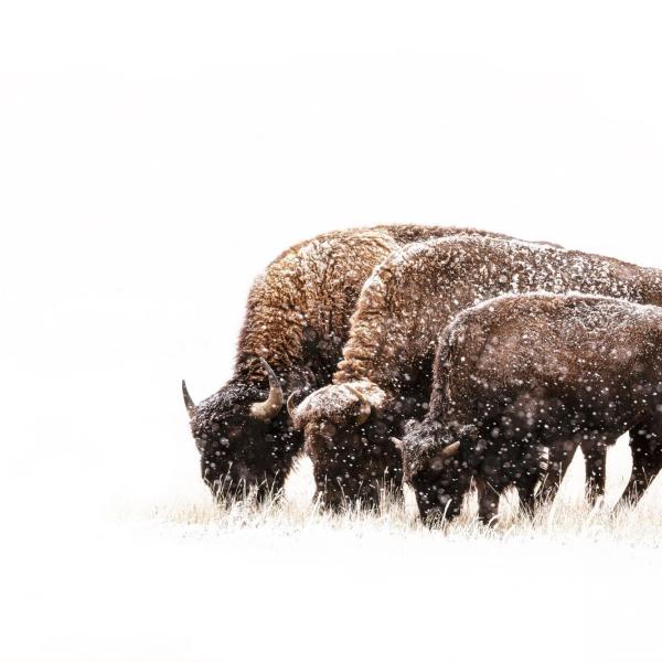 Three buffaloes captured by Gesing