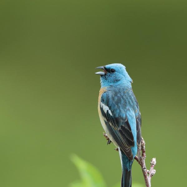 Lazuli Bunting
