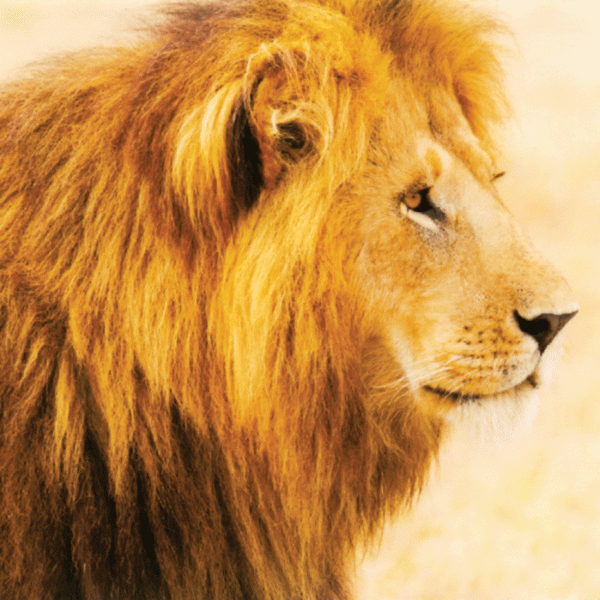 lion