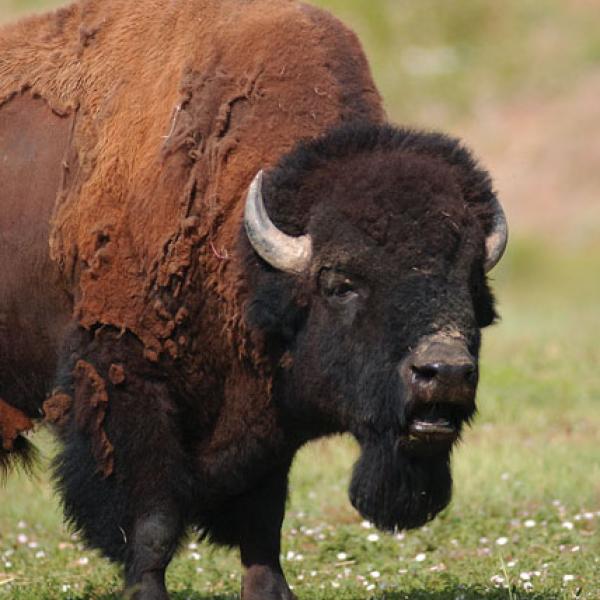 buffalo in field
